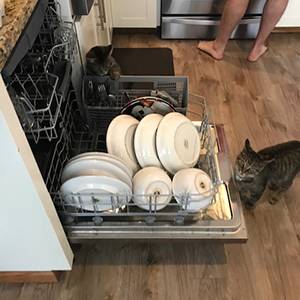 Casler kitties helping unload dishwasher